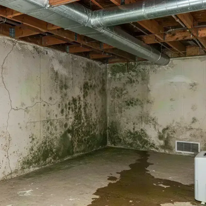 Professional Mold Removal in Jefferson County, CO